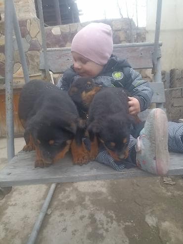 dogo argentino satışı: Rotveyler — 6