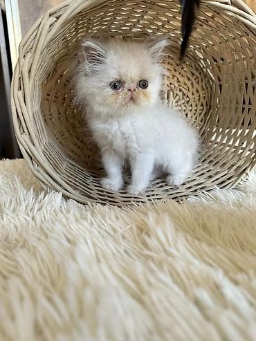 Akvariumlar: Fars — 2