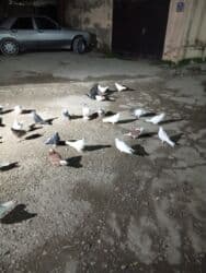 tuk tuk mmc: Başlıq: Kom hamsı 170 1ri 4 m — 3