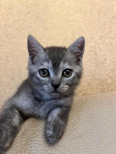 Boz rəngli balaca pişik balası - Növ: ev pişiyi (qısa tüklü) - Rəng