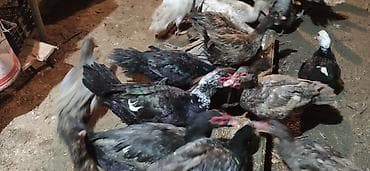 ördək bala: - Növ: Lal ördək, amerikan sortu - Rənglər: tünd, ağ və qəhvəyi — 8