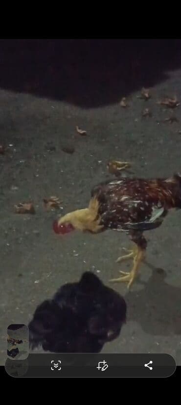 qara toyuq: Məhsul: Ev quşu – xoruz Təsvir: - Şəkillərdə görünen yerli tip xoruz — 5