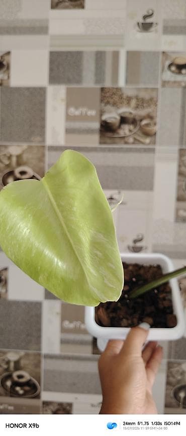 Bitkilər: Monstera deliciosa “variegata” (rəngarəng yarpaqlı) şlamı – saksıda - — 3