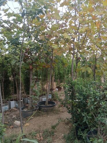 Xan cinar 3metir 4 metrlik 15 azin çox alsaz mzakire olunacaq lalafo.az -da Xan cinar 3metir 4 metrlik 15 azin çox alsaz mzakire olunacaq