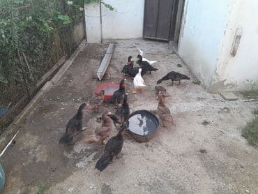 ördək cücəsi: Dişi, | Kuban, Damazlıq, Ünvandan götürmə — 2
