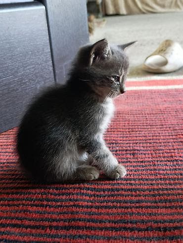 şotlanski pişik: Tabbi, Yaxşı əllərə — 9
