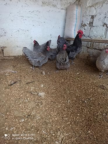 Toyuq, Australorp, Damazlıq, Ünvandan götürmə, Ödənişli çatdırılma