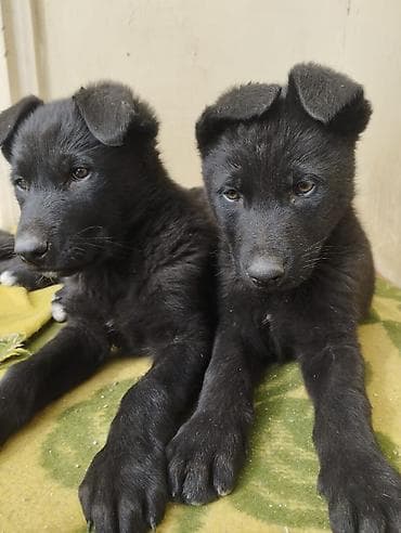 xamilyon heyvan: 2 ay, Dişi, Pulsuz çatdırılma — 8