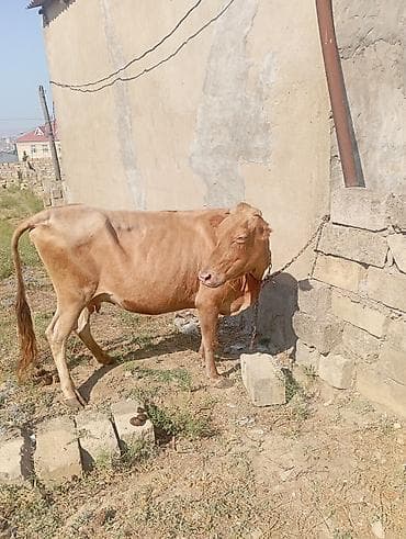 inek cinsleri: Dişi, il: 3, 260 kq, Damazlıq, Ətlik — 2