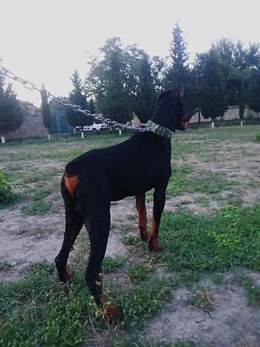 golden it satışı: Doberman, 2 il, Erkek, Peyvəndli, Ünvandan götürmə, Ödənişli çatdırılma — 1