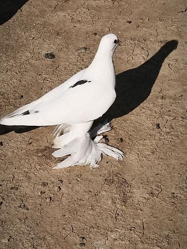 goyercin dami: Süper oynaq ayaq oynaqdan isdəyən olsa əlaqə saxlasın — 1