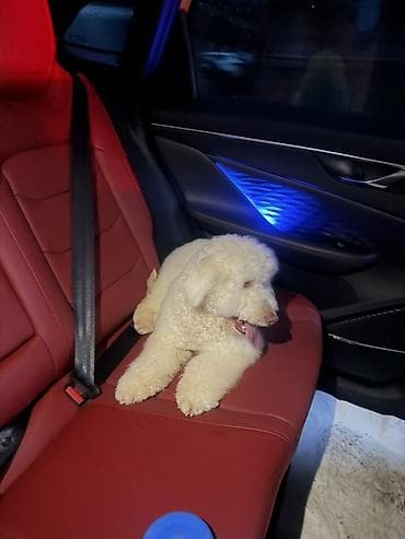 xaski it adlari: Pudel — 3