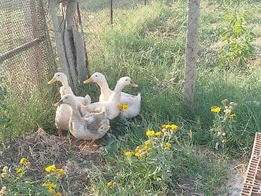 Bir xoruz 4feredi damazdiq heyvanlardi bir yaslari var gencededi lalafo.az -da Bir xoruz 4feredi damazdiq heyvanlardi bir yaslari var gencededi