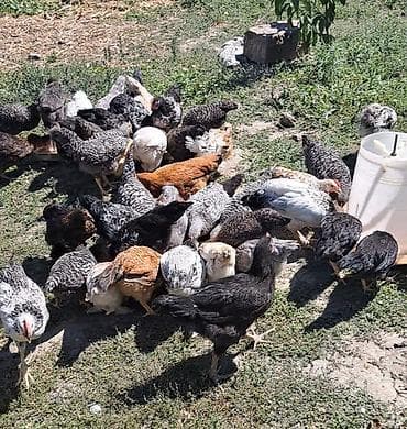 60 ededir kom satilir tam saglam 3 ayliq çolpalardir