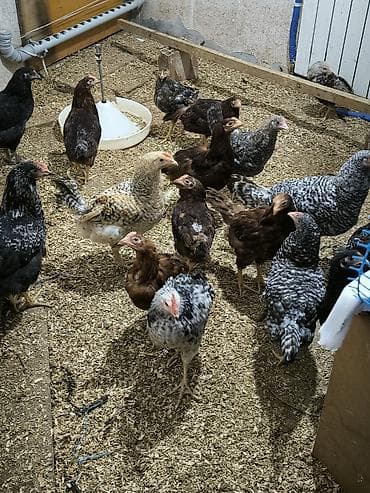 Pişiklər: DİQQƏT ELANI DİQQƏTLƏ OXUYUN ❗ — 3