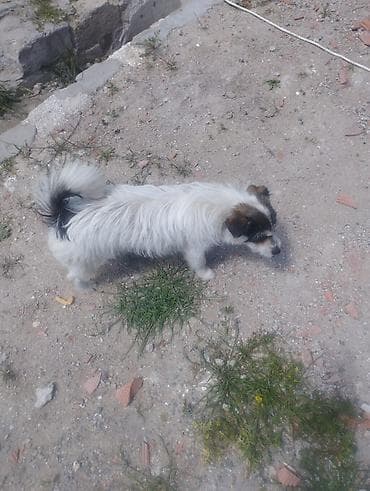 itlerin davasi: Pudel, 1 il, Erkek, Cütləşmə üçün, Ödənişli çatdırılma — 7