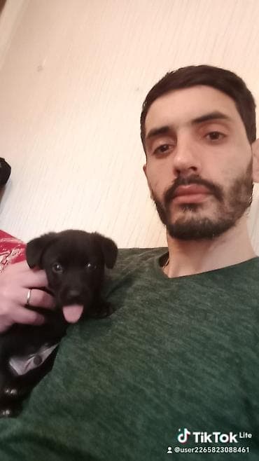 it balasi satisi: Peyvəndli — 2