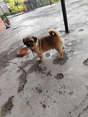 i̇t balası xaski: Pekines, 8 ay, Erkek, Peyvəndli, Ödənişli çatdırılma — 1
