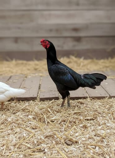 Петухи: Cins: Uzunboyun döyüş tipli xoruz Rəng: Qara-bənövşəyi lələklər — 1