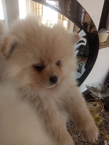 avcarka balası: Şpitz — 7