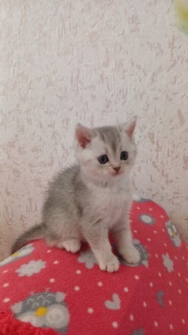 pişik sahiblendirme: Şinşilla, Erkək, Dişi, Yaxşı əllərə, Pulsuz çatdırılma — 2