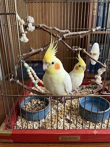 bulbul satışı: Satliq erkek korella var real alicilar narahat elesin asagi yeri — 2
