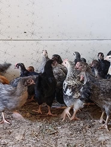 quş yarım tip: 35 günlük cücələrdir. Təbii buğda,qarğıdalı, soya ilə yemlənmişdir. 2 — 5