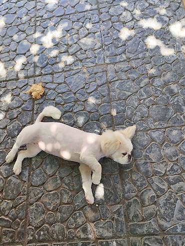 gencede it satisi: Pekines, 4 ay, Dişi, Peyvəndli — 1
