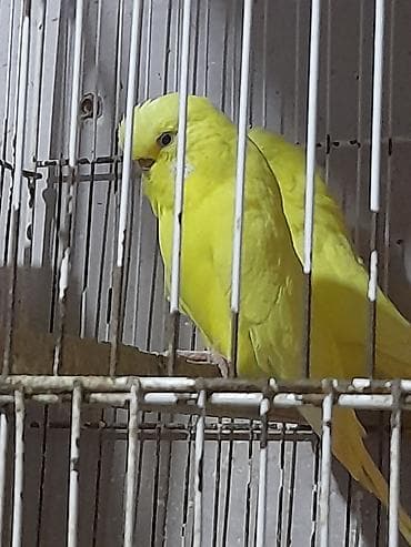 tovuz quşu: Sari cexler cut alana 50 tek tek 30 manat unvan kewle barter erkek — 4