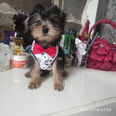 itler bala: Yorkşir teryer — 7