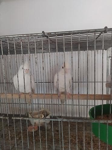 tap az goyercin: Məhsul: Ağ rəngli nimfa tutuquşuları (Cockatiel) – cüt Təsvir: - Növ — 3