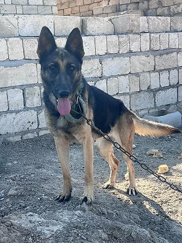 balaca it cinsi: Alman çoban iti, 1 il, Dişi, Peyvəndli, Ünvandan götürmə — 3