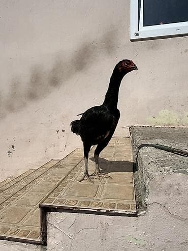 karella quslari: Xoruz, il: 2, Ünvandan götürmə, Ödənişli çatdırılma — 2