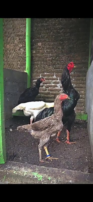 toptan toyuq satisi: Məhsul: Uzunboylu döyüş cinsi toyuqlar (Aseel/Shamo tipli) Təsvir: - — 4