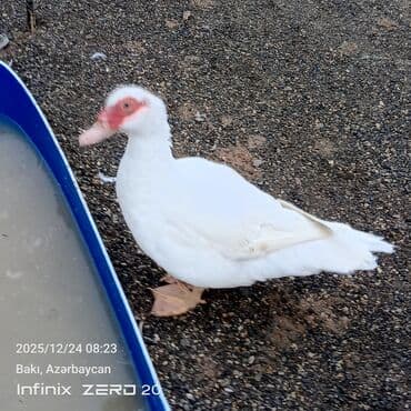 mirvari ordək: Erkək, | Lal ördək, Damazlıq — 5