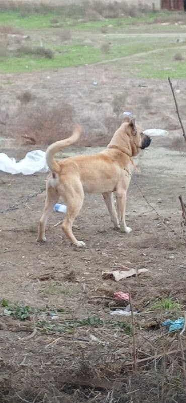 İtlər: Kanqal, 1 il, Erkek, Peyvəndli, Ödənişli çatdırılma — 4