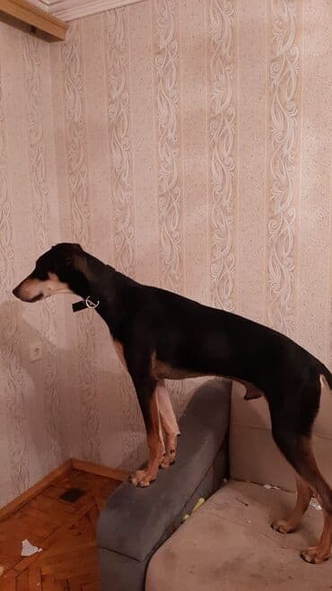 продам собаку объявление: 9 месяцев, Самец — 3