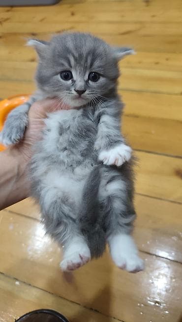 Şotland uzun tüklü