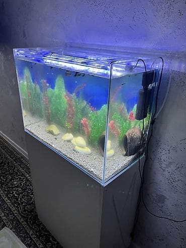 ruletka cat: Dördbucaq akvarium, Balıqlarla birlikdə, 90 l, Ünvandan götürmə, Ödənişli çatdırılma — 2