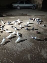 tuk tuk mmc: Başlıq: Kom hamsı 170 1ri 4 m — 4