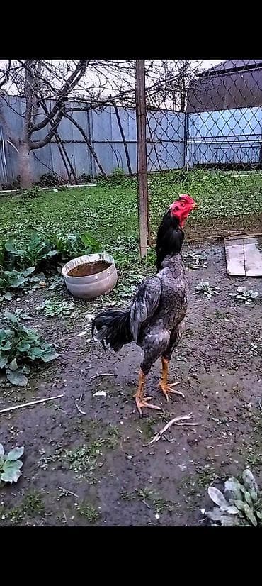 pudel iti haqqinda: Cins: Uzunboyun, döyüş tipli xoruz (ehtimalən Aseel/Şamo xətti) Rəng — 2