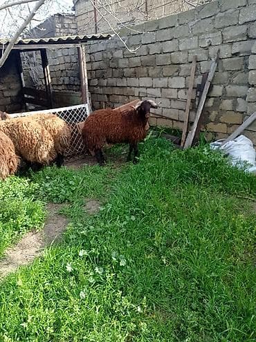 qoyun qala: Erkək, Qala, il: 1, 70 kq, Damazlıq, Ətlik, Ünvandan götürmə — 7
