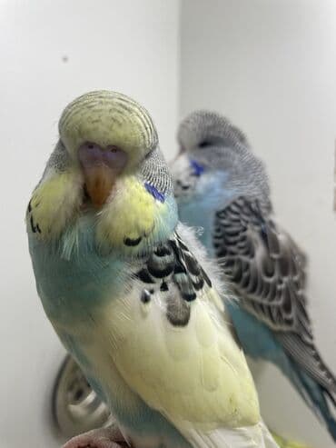 coban iti haqqinda melumat: Bülbül (dalmatin naxışlı, mavi-ağ rəng çaları) – əhliləşdirilmiş — 12