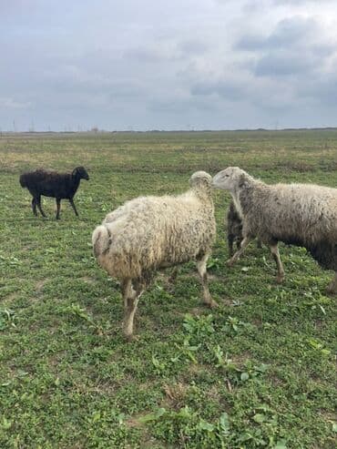 Зоотовары: Самец, лет: 3, 90 кг, Для разведения, Самовывоз — 3