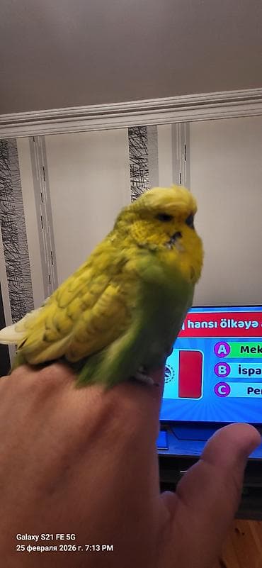 Digər quşlar: 1il yarımlıq Vıstıvka erkəkdi. İki dəfə bala verib. Çox möhtəşəm bala — 6