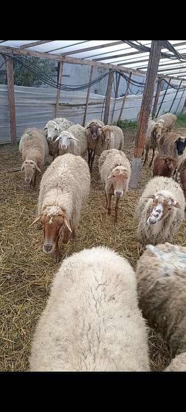 ördək yumurtası satışı: Dişi, Qala, il: 1, 50 kq, Damazlıq, Ünvandan götürmə — 5