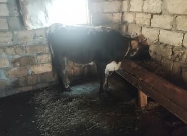 inekler: Dişi, il: 1, 100 kq, Damazlıq, Ünvandan götürmə — 2