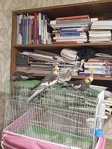 Quşlar: Nimfa (Cockatiel) quşları və qəfəs dəsti - Növ: Nimfa papuqayı — 6