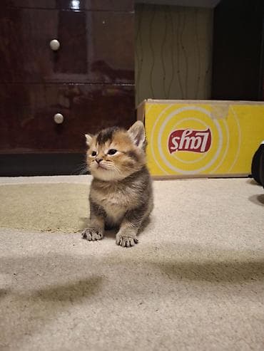 Digər heyvanlar: Erkək, Dişi, Yaxşı əllərə, Ünvandan götürmə, Pulsuz çatdırılma, Ödənişli çatdırılma — 7