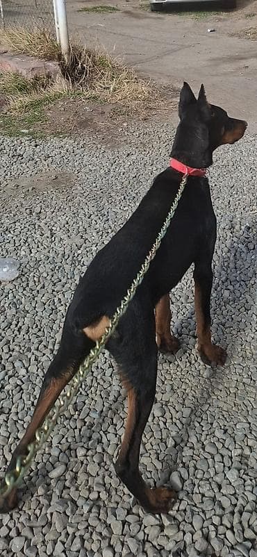 ucuz cuce: Doberman, 6 ay, Erkek, Peyvəndli — 4